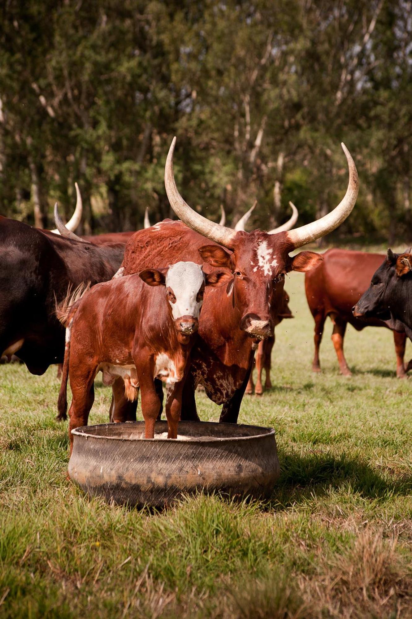 Dalmore Guest Farm Bergville Eksteriør bilde